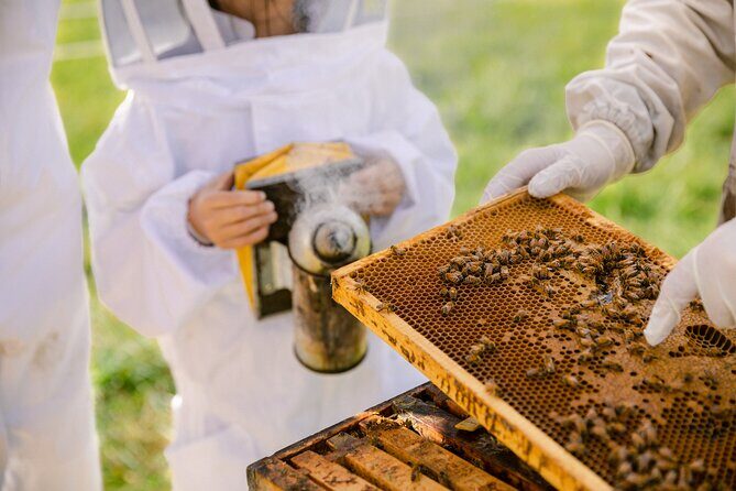 Small-Group Beekeeping Experience in Tauherenikau - Small-Group Dynamics: Why 75 Minutes Feels Just Right