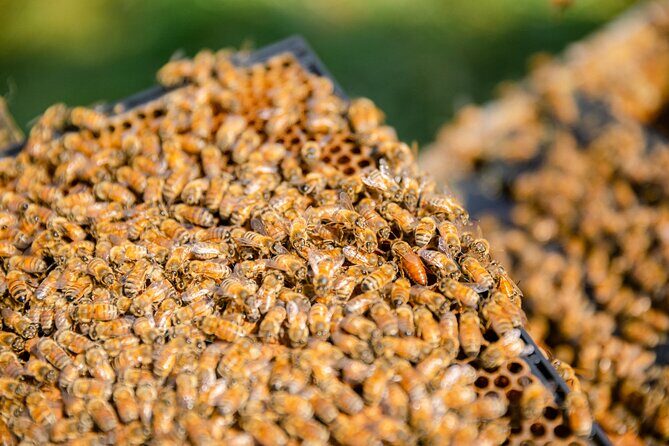 Small-Group Beekeeping Experience in Tauherenikau - Who This Tour Fits Best (and Who Should Skip It)