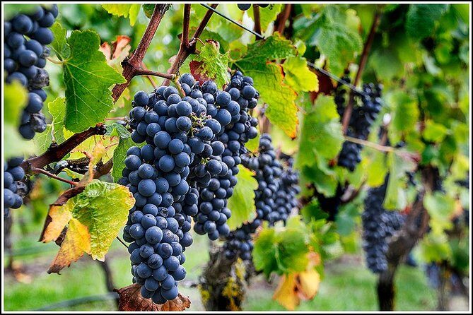 Small Group - Half-Day Hawke's Bay Winery Tour - The 11:30am Schedule: Four Wineries and an Included Pairing Lunch