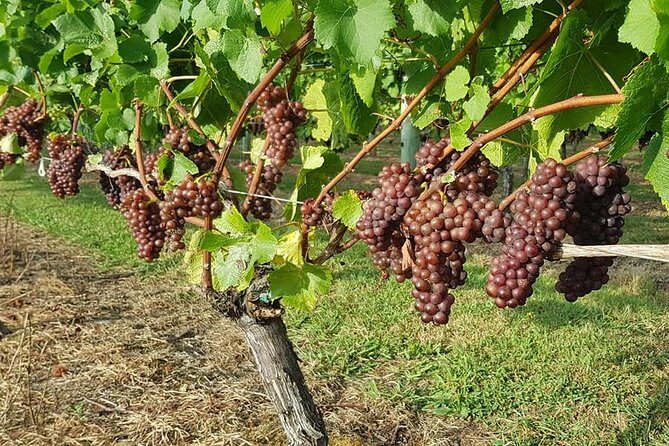 Small-Group Kumeu Wine Country Tour with Wine Tastings & Lunch - Quick Hits: What Makes This Tour Work