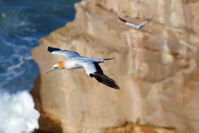 Small-Group Kumeu Wine Country Tour with Wine Tastings & Lunch - Muriwai Beach: Black Sand Views and the Gannet Question