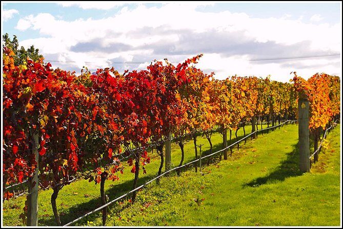 Small group - Napier Premium Wineries+ Beer tour -5.0 - 5.5 hours - Why This Tour Works So Well: Napier Pickup + No-Worry Tasting Time