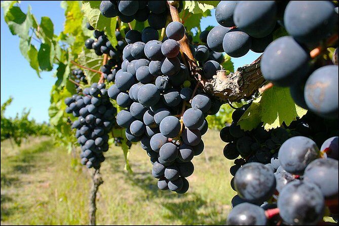 Small group - Napier Premium Winery , Beer & Cider + 5.5h to 6h. - The Beer and Cider Stop: Full-Glass Choices at an Ale House or Brewery