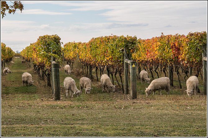 Small group - Napier Premium Winery , Beer & Cider + 5.5h to 6h. - The Wine Stops: Guided Tastings, a Historic Old Winery, and Why Hawke’s Bay Works