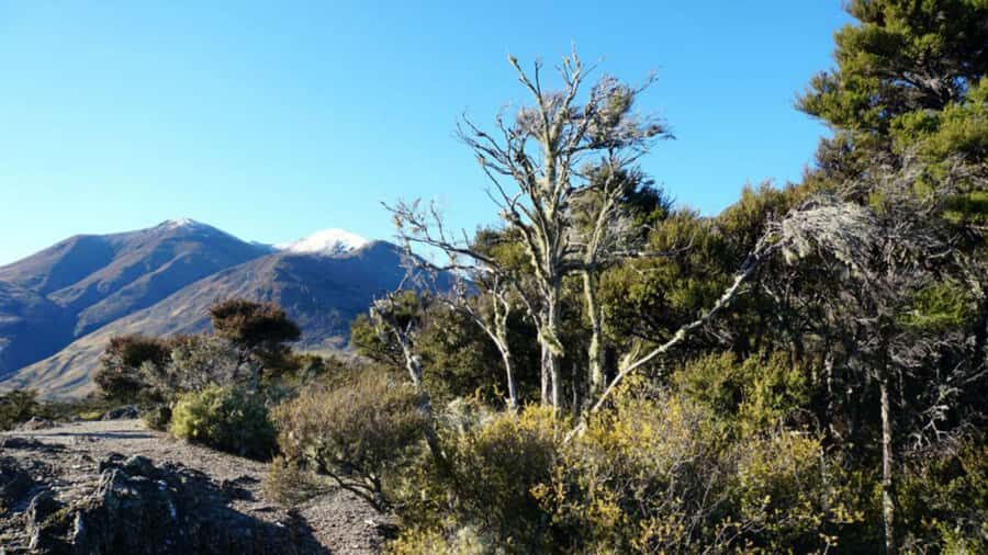 Stevensons Island 2-Hour Cruise and Nature Walk - Stevensons Arm to the high country: sheep-station scenery