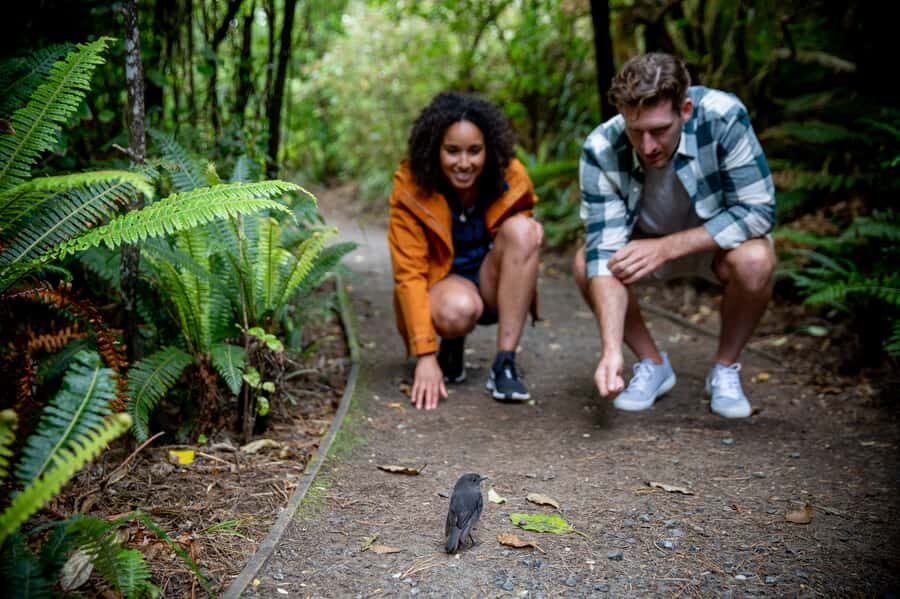 Stewart Island: Ulva Island Guided Wilderness Walk & Cruise - Wildlife odds: what you can reasonably expect to spot