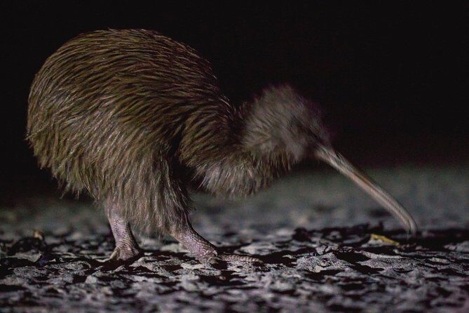 Stewart Island: Wild Kiwi Experiences - Stewart Island at dusk: the real reason this kiwi tour feels special