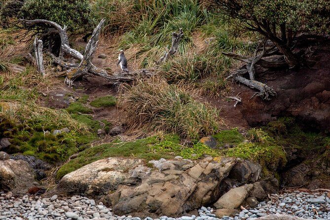 Stewart Island: Wild Kiwi Experiences - Oneke and The Neck: where the story makes the night make sense