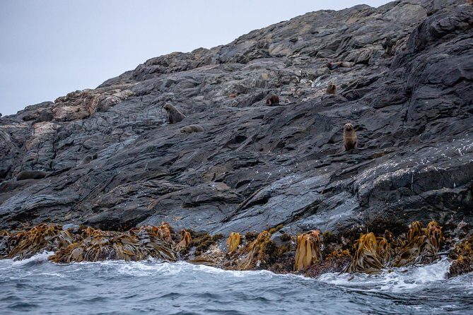 Stewart Island: Wild Kiwi Experiences - Searching for tokoeka (southern brown kiwi): what you should realistically plan for