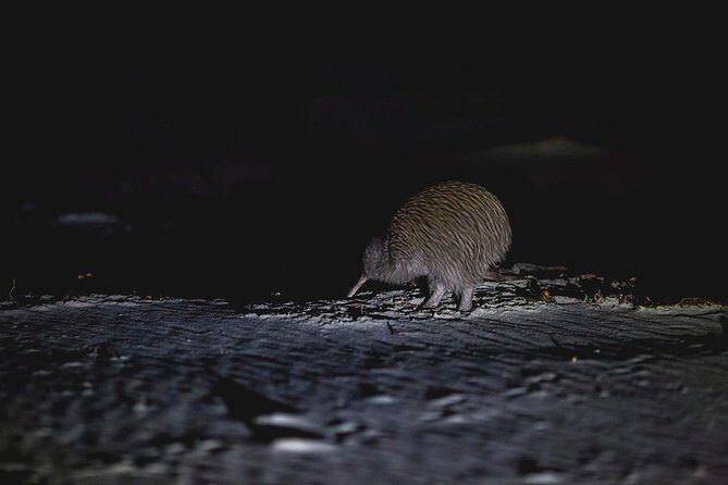 Stewart Island: Wild Kiwi Experiences - Gear, fitness, and the small rules that protect the moment