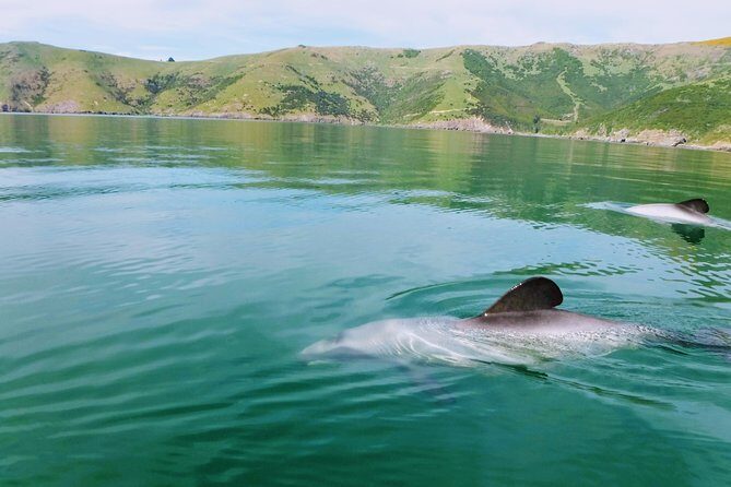 Sunrise wildlife sea kayaking in Akaroa marine reserve - Akaroa Sunrise Kayaking: Quiet Water, Real Wildlife Encounters