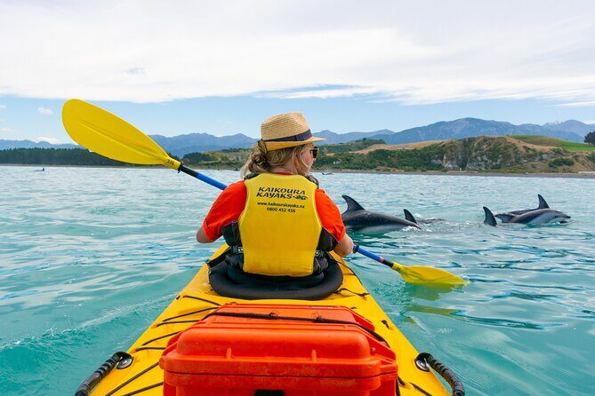 Sunset Evening Kayaking Tour - Kaikoura - Stop 2: Peninsula Seal Colony—wildlife viewing from the right distance