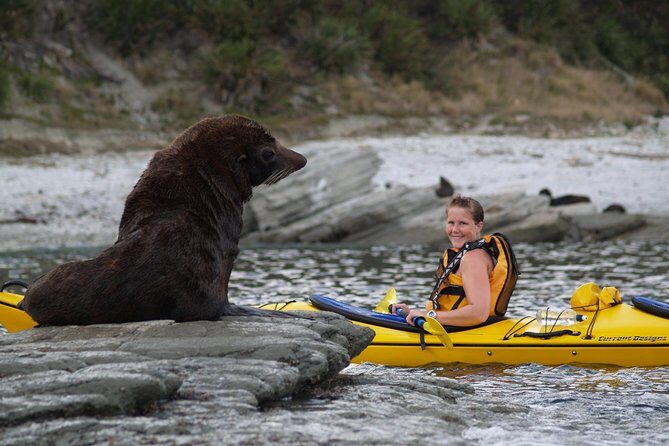 Sunset Evening Kayaking Tour - Kaikoura - Dolphins and whales: what you can hope for (and what’s not guaranteed)