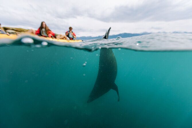 Sunset Kayak tour in Kaikoura - Where You Meet and How the Kayak Day Gets Started