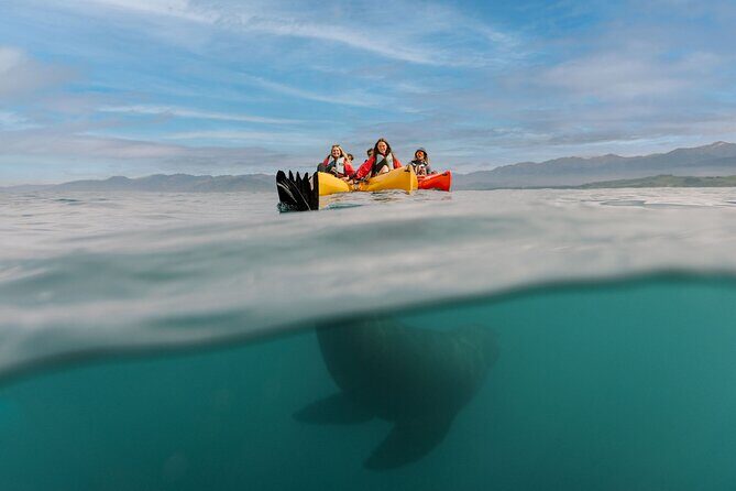 Sunset Kayak tour in Kaikoura - Wildlife You Can Actually Expect: Fur Seals First, Then the Extras