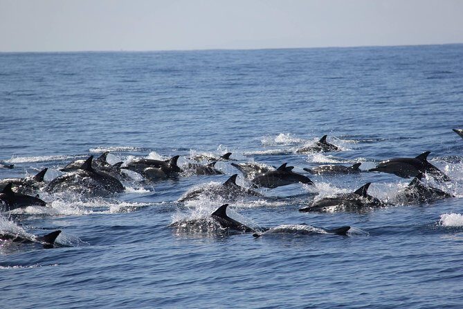 Swim With Wild Dolphins in Tauranga - Key things to know before you book