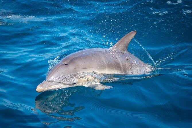 Swim With Wild Dolphins in Tauranga - Snorkeling gear, wetsuit, and staying comfortable in the water