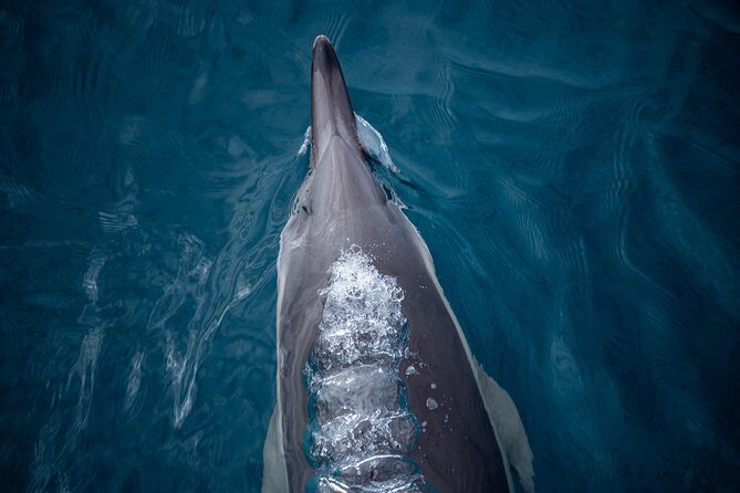 Swim With Wild Dolphins in Tauranga - What else you might see: dolphins are the headline, not the only act