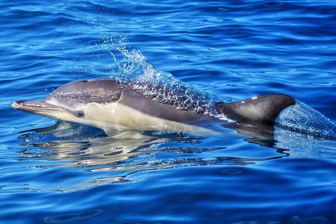 Swim With Wild Dolphins in Tauranga - When this tour fits you best (and when to choose differently)