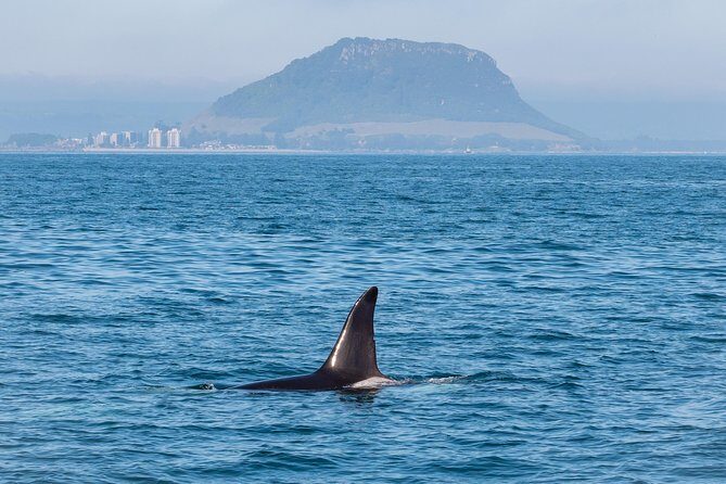 Swim With Wild Dolphins in Tauranga - Should you book the Tauranga wild dolphin swim?