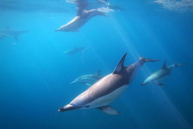 Swim With Wild Dolphins in Tauranga - Swim with wild dolphins: boat time, water time, and what you get in return