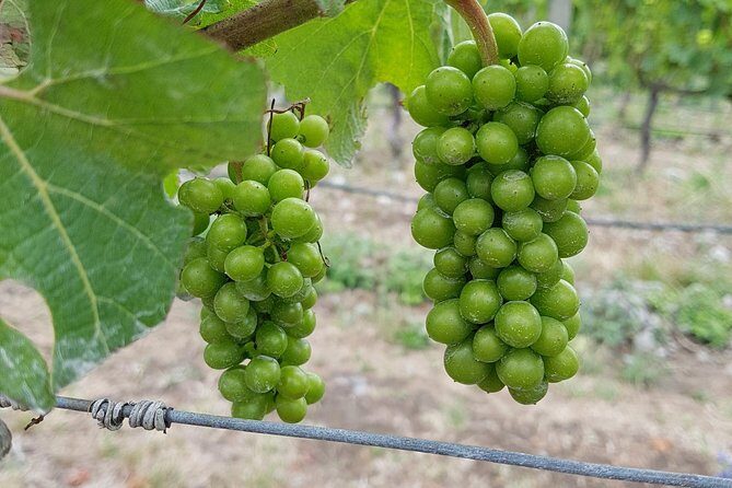 Taste the Valley Wine Tour in Marlborough with Wine Tasting - The 10:00am Flow in Blenheim: How the Day Gets You to Wine Without Hassle