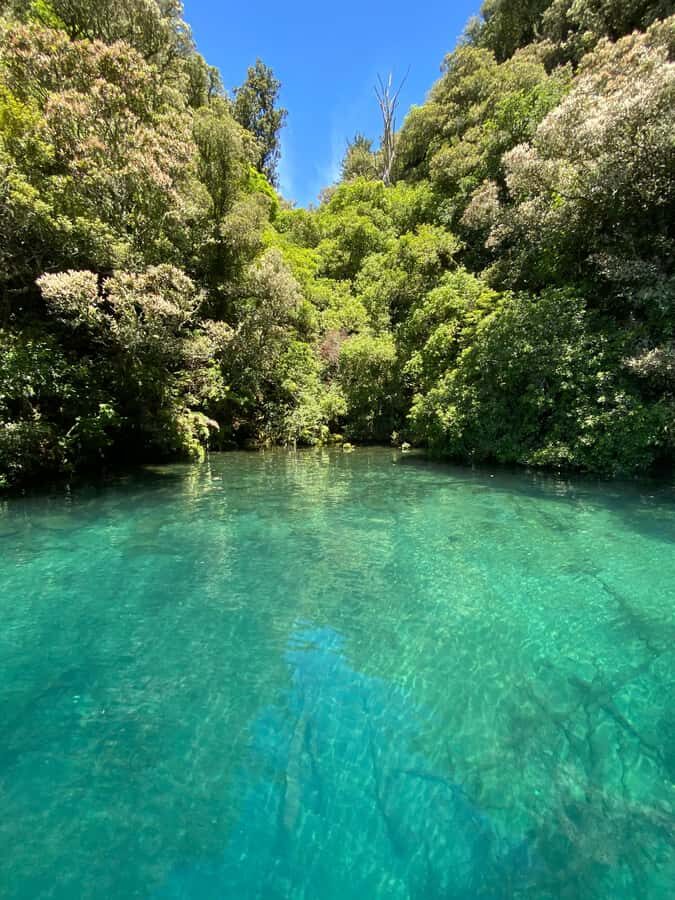 Taupo: Lake Taupo Western Bays Catamaran Tour with Bush Walk - Price and value: is $86 per person worth your 90 minutes?