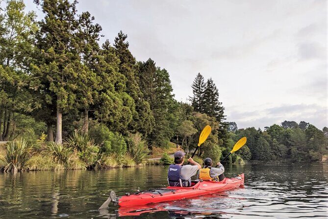 Tauranga Daytime Scenic Lake McLaren Tour - Wildlife and Ecosystem Learning From the Paddle