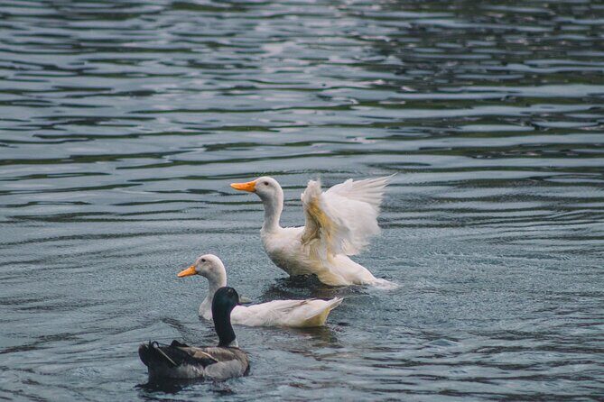 Tauranga Daytime Scenic Lake McLaren Tour - Value for $108.60: When the Price Makes Sense