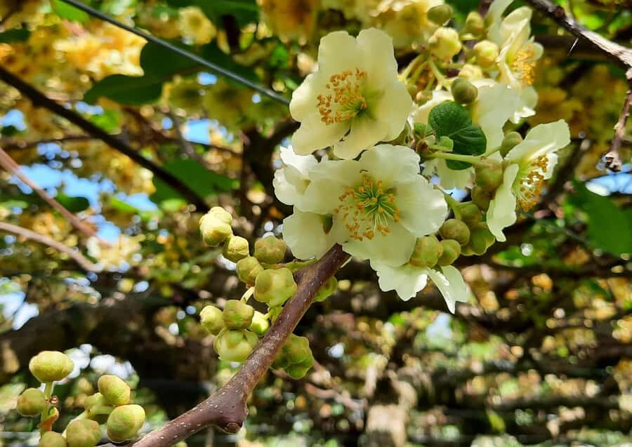 Tauranga: Kiwifruit Destination and Sights Shore Excursion - What to bring and who should skip this tour