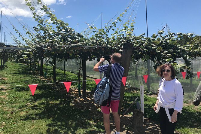 Tauranga Shore Excursion: History & Kiwifruit Tasting – 4 Hours - Key Points Before You Go
