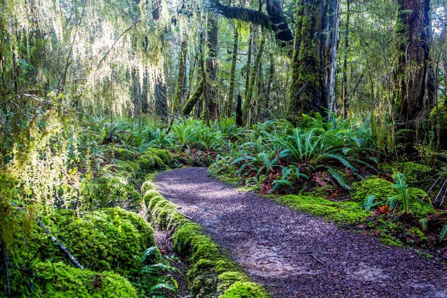 Te Anau: River Jet Boat and Bike Ride Tour with Local Guide - Price and value: what $143 buys you in real time