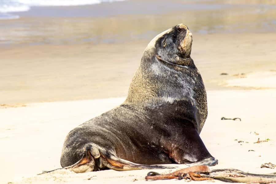 Te Anau to Dunedin via the Catlins & Invercargill 1 Way Tour - Nugget Point Lighthouse: sea stacks, seals, and big Southern Ocean weather
