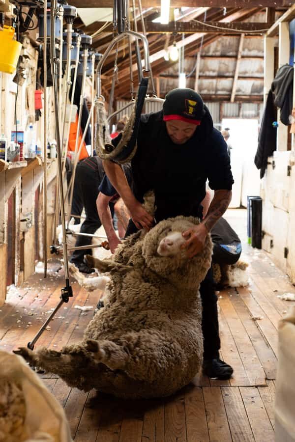 Tekapo: Merino Sheep Shearing and Sheepdog Demonstration - Key Things You’ll Notice