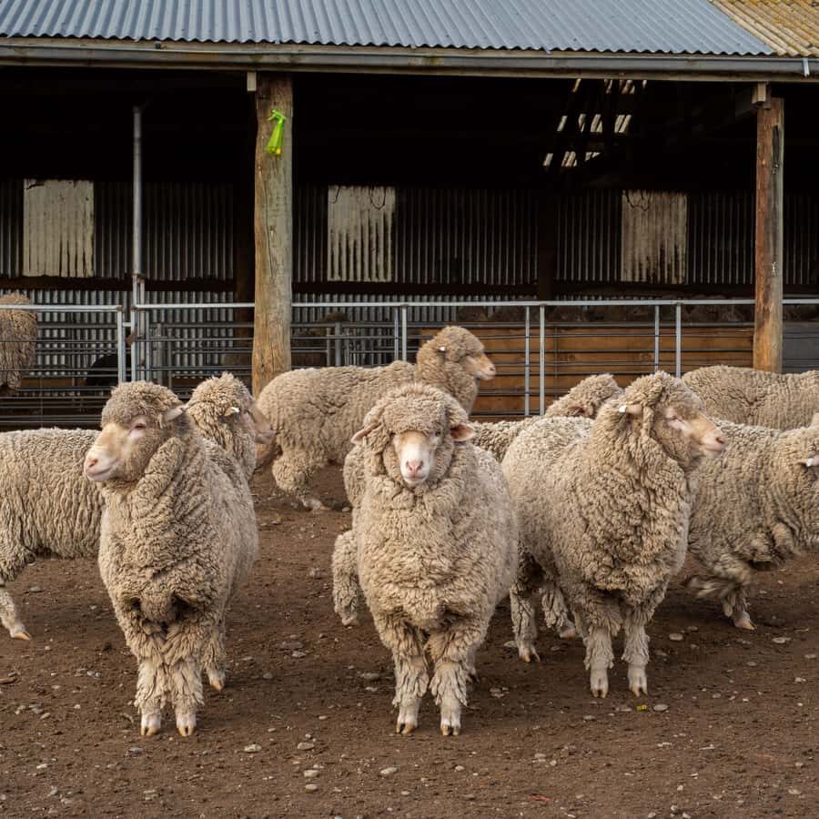 Tekapo: Merino Sheep Shearing and Sheepdog Demonstration - Merino Shearing at Mt Hay Station: A Real High-Country Farm Hour