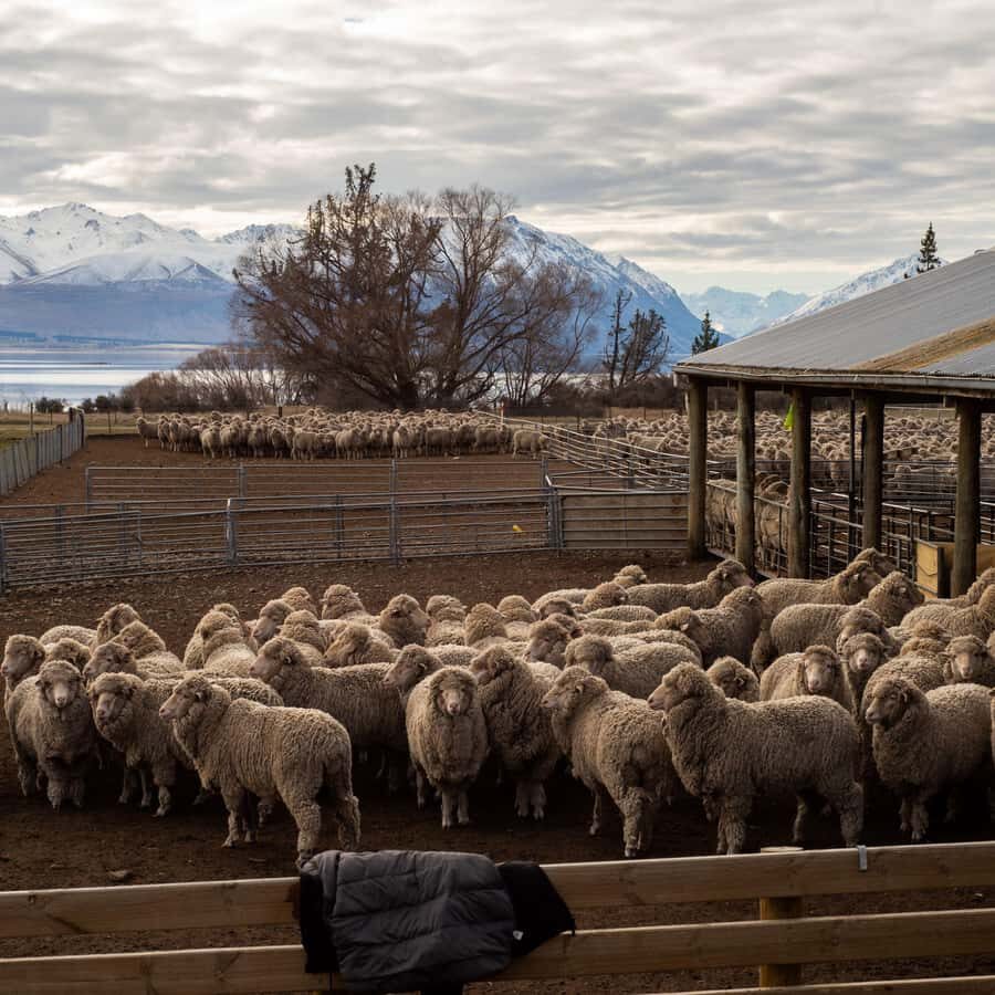 Tekapo: Merino Sheep Shearing and Sheepdog Demonstration - Merino Wool in the Global Market: Quality, Packaging, and Sustainable Farming