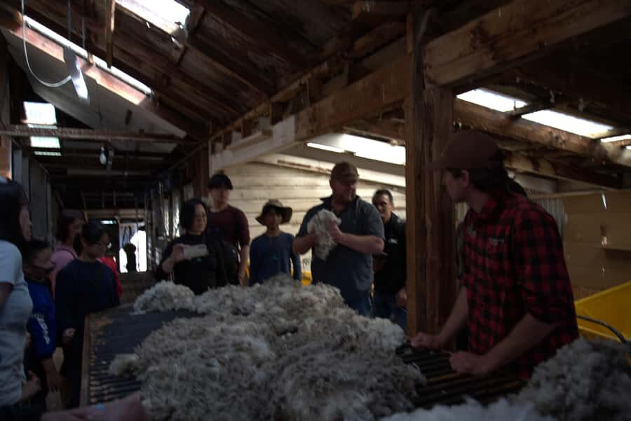 Tekapo: Merino Sheep Shearing and Sheepdog Demonstration - Sheepdog Demonstration: Whistles, Herding, and Agile Control
