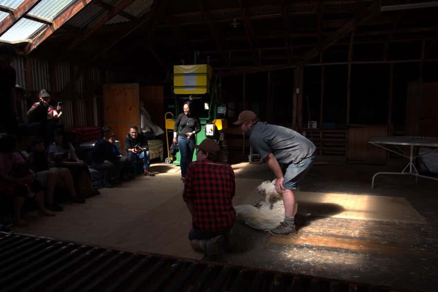 Tekapo: Merino Sheep Shearing and Sheepdog Demonstration - Price and What You Really Get for $59