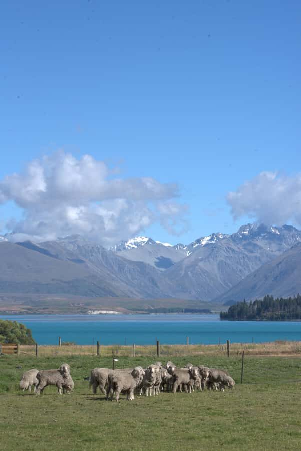 Tekapo: Merino Sheep Shearing and Sheepdog Demonstration - Practical Tips: What to Bring, What Not to Do, and Who Should Skip