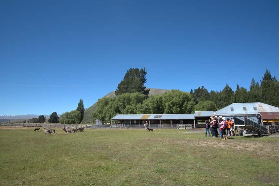 Tekapo: Merino Sheep Shearing and Sheepdog Demonstration - Should You Book Tekapo’s Merino Shearing and Sheepdog Demo?