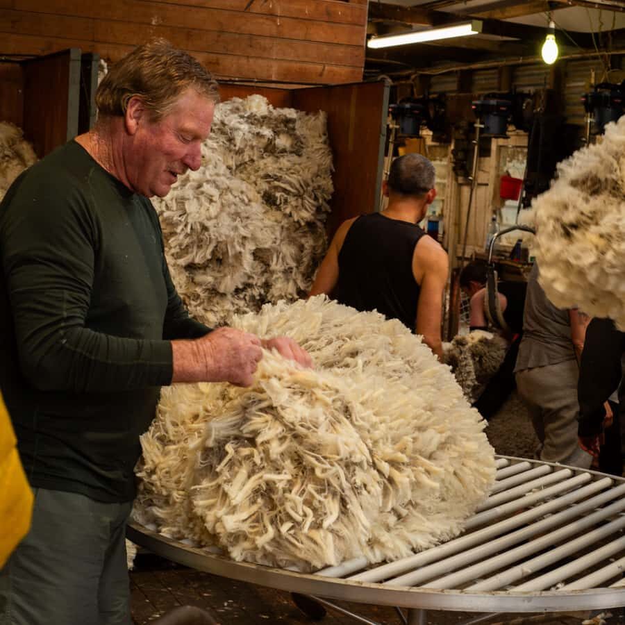 Tekapo: Merino Sheep Shearing and Sheepdog Demonstration - Watching the Fleece Come Off: The Shearing Craft Up Close