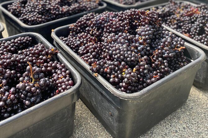 The Boutique Experience: Waiheke Best Cellar Tour (11 guests max) - Price and what you really get for $129.70