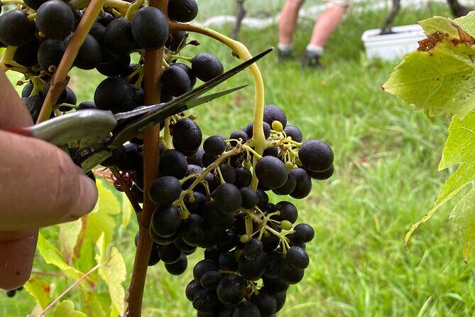 The Boutique Experience: Waiheke Best Cellar Tour (11 guests max) - Air-conditioned van, small group energy, and the guide makes or breaks it