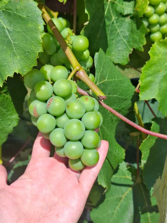 The Boutique Experience: Waiheke Island Best Cellar Tour - Transport and comfort: why it makes the day feel effortless