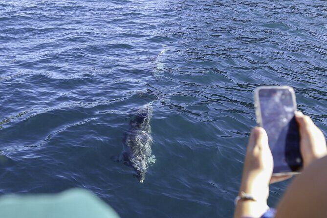 The Original Full day Bay of Islands Cruise with Dolphins - Otehei Bay on Urupukapuka Island: the 90-minute break that makes the whole day worth it