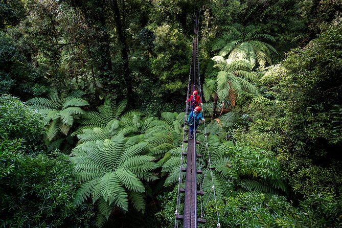 The Ultimate Canopy Zipline Experience Private Tour From Auckland - Getting there in comfort: private transfers, onboard WiFi, and time to breathe