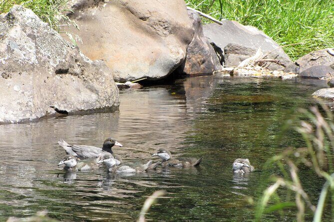 Tongariro Thrills: Grade 3 Whitewater Rafting Adventure - On the River: Paddle Coaching, 60 Rapids, and Whio Blue Ducks