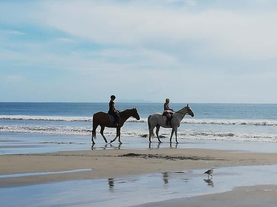 Tour of the Bay, Te Puna Sculpture Park and Historic Village - Should you book this tour?