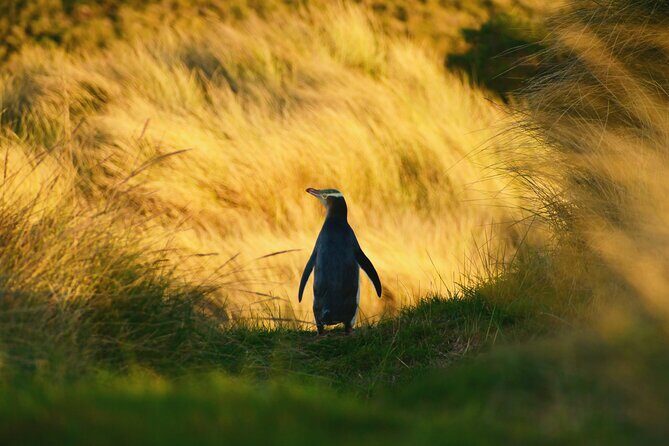 Twilight at the Opera - Otago Peninsula wildlife odds: what you might see (and what you might miss)