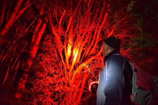 Twilight Wild Kiwi Bird Encounter Private Tour - Tāwharanui after dark: why this area matters for kiwi